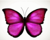 Pink Cintilante Butterfl