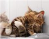 Cute Kitties Hugging