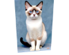 Cat 5
