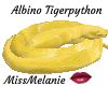 albino tigerpython