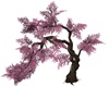 cherry blossom tree