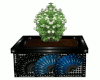 V3 Asian Flowering Bush