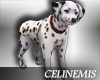 CM| Dalmatian DOG