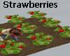 Strawberry Garden-Anim