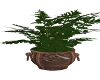Plant in Copper Pot