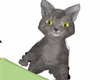 Grey Shoulder Cat
