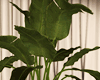 Dark Plant