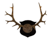 Stag  Horns