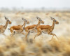 Antelope RUn