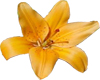 Gorgeous orange lily
