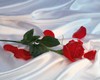 red rose on white satin