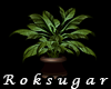 RS potted plant v6