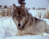 Yellowstone Grey Wolf