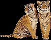 Tiger Pair