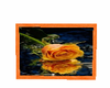 orange rose picture 4