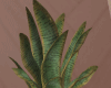 Snake Plant
