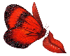 redbutterfly
