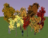 Trees in Full Fall Color