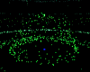 Clover Burst Particle
