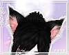 琴. Black cat ears