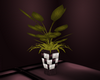 [MAR]Plant "Burlesque"