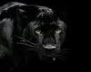 Black Panther Rug