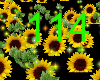 sunflower Effect 2