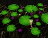 flor de loto flotante
