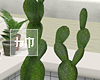 Muji - Cactus