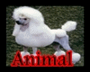 Poodle Animation