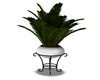 Beach house plant