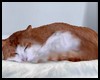 Leha Sleeping Cat