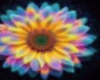 RAINBOW SUNFLOWER F