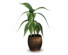Potted Plant Req