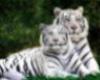 white siberian tiger art