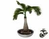 Potted Bottle Palm