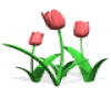 Animated Tulips