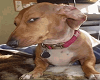 ino sus dog cutout
