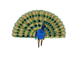 ♫ Peacock & animation