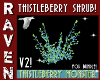 THISTLEBERRY SHRUB V2!