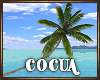 Cocua Coconut Tree