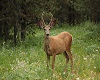 Deer in the Forrest