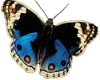 TF* Blue Butterfly