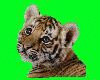 Tiger cub picture 3D