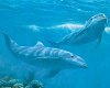 Underwater Dolphin Scene