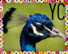 {YC} Peacock Sticker