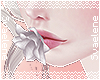 Rose Kiss |White