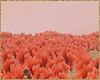 red reeds field