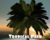 *Tropical Palm