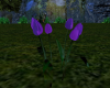 (T)Tulip's Purple
